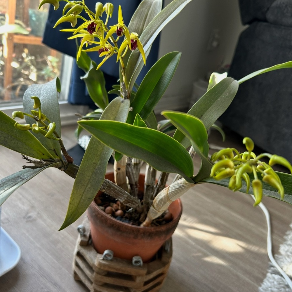 🌼 Rare Australian Dendrobium Orchid ( Only 1 offered this year)_ Collection #3. - Picture 13 of 13